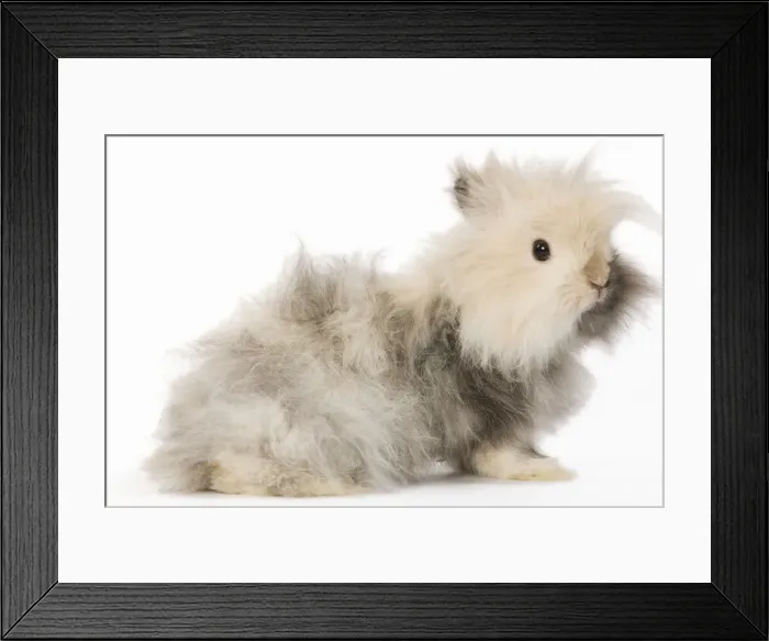 Framed Print : Rabbit - dwarf angora in studio Framed Print : Rabbit - dwarf angora in studio