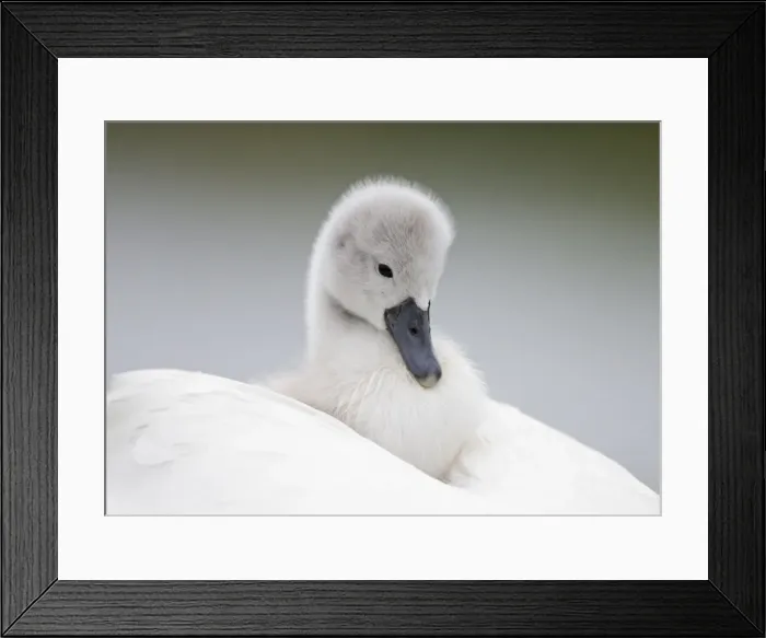 Framed Print : Mute Swans - chick hitching a ride on parent - UK Framed Print : Mute Swans - chick hitching a ride on parent - UK