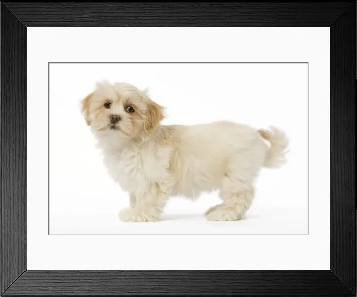 Framed Print : Dog - Lhassa Apso puppy in studio Framed Print : Dog - Lhassa Apso puppy in studio