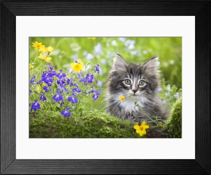 Framed Print : Cat - 8 week old Norwegian Forest kitten with flowers Framed Print : Cat - 8 week old Norwegian Forest kitten with flowers