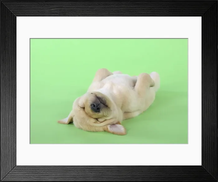 Framed Print : DOG. Yellow labrador puppy laying on back Framed Print : DOG. Yellow labrador puppy laying on back