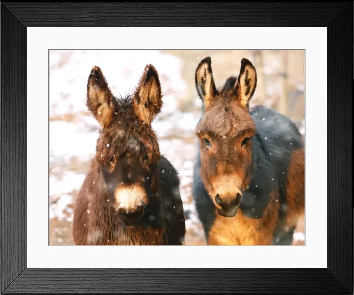 Framed Print : Poitou Donkey and normal Donkey (on right) - facing camera Digital Manipulation: snow Framed Print : Poitou Donkey and normal Donkey (on right) - facing camera Digital Manipulation: snow