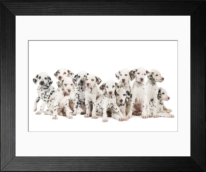 Framed Print : Dalmatian Dogs Framed Print : Dalmatian Dogs