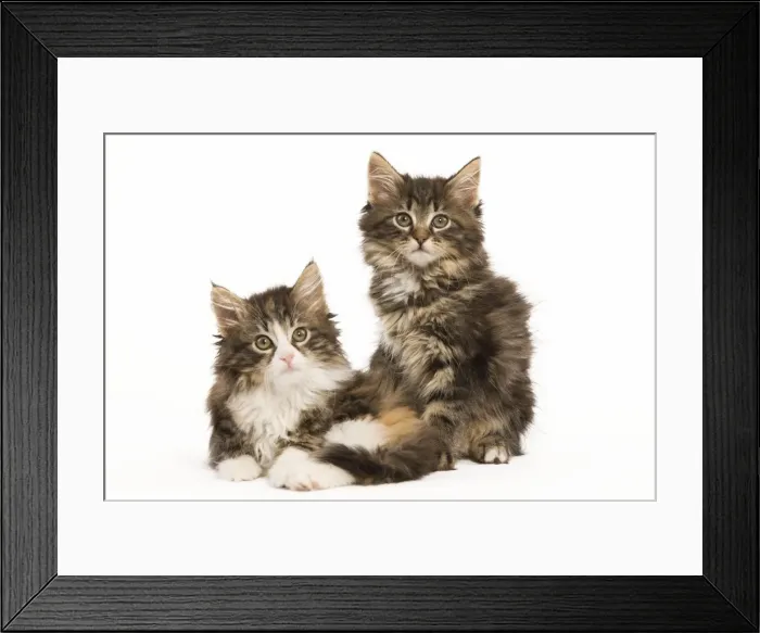 Framed Print : Cat - Norwegian Forest Cat kittens Framed Print : Cat - Norwegian Forest Cat kittens