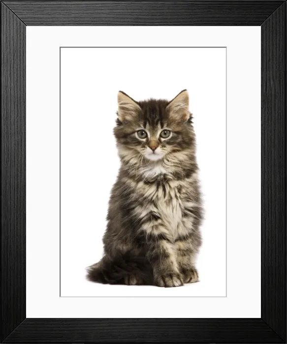 Framed Print : Cat - Norwegian Forest kitten in studio Framed Print : Cat - Norwegian Forest kitten in studio