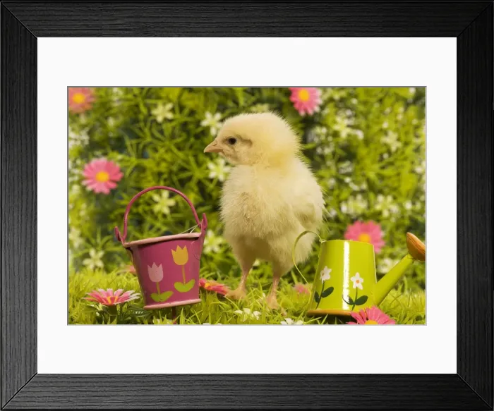 Framed Print : Chicken - chick amongst flowers & ornaments Framed Print : Chicken - chick amongst flowers & ornaments