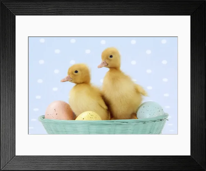 Framed Print : Ducklings - in basket with coloured eggs Digital Manipulation: added colour to basket Framed Print : Ducklings - in basket with coloured eggs Digital Manipulation: added colour to basket