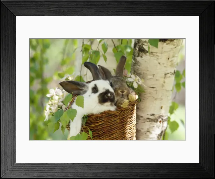 Framed Print : Rabbits - in a basket Framed Print : Rabbits - in a basket