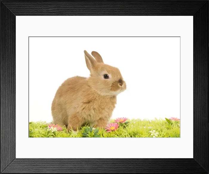 Framed Print : Dwarf Rabbit - in studio with flowers Framed Print : Dwarf Rabbit - in studio with flowers