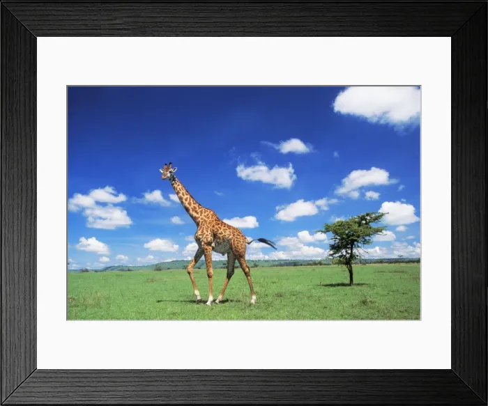 Framed Print : Maasai Giraffe Maasai Mara, Kenya. Africa Framed Print : Maasai Giraffe Maasai Mara, Kenya. Africa