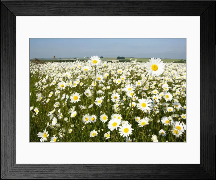 Framed Print : Ox-Eye Daisies - every one of this huge mass of flowers has turned to face the sun - Chalk downlands - North Wessex Downs at West Kennet near Marlborough - Wiltshire - UK Framed Print : Ox-Eye Daisies - every one of this huge mass of flowers has turned to face the sun - Chalk downlands - North Wessex Downs at West Kennet near Marlborough - Wiltshire - UK