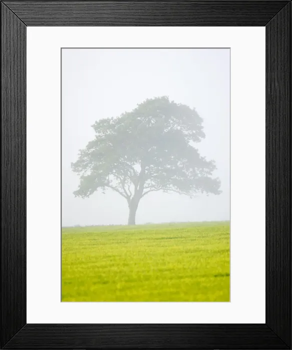 Framed Print : Oak Tree in approaching mist Norfolk UK Framed Print : Oak Tree in approaching mist Norfolk UK