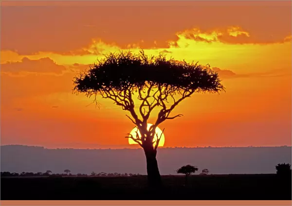 Sun setting behind umbrella Acacia tree Maasai Mara North Reserve Kenya