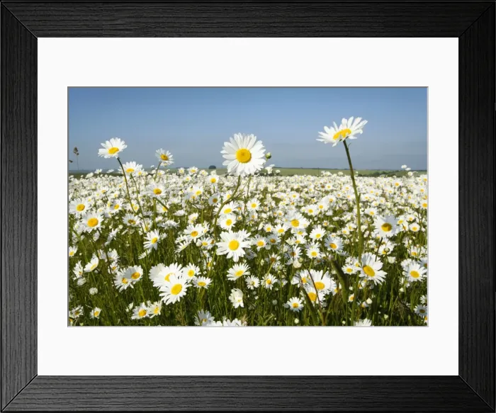 Framed Print : Ox-Eye Daisies - every one of this huge mass of flowers has turned to face the sun - Chalk downlands - North Wessex Downs at West Kennet near Marlborough - Wiltshire - UK Framed Print : Ox-Eye Daisies - every one of this huge mass of flowers has turned to face the sun - Chalk downlands - North Wessex Downs at West Kennet near Marlborough - Wiltshire - UK