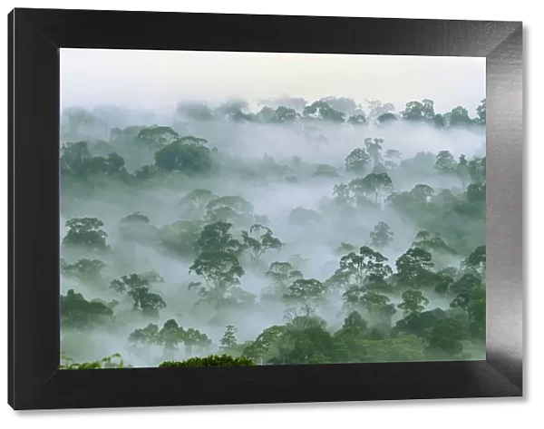 Canopy of lowland rainforest at dawn with fog - Danum Valley Conservation Area - Sabah - Borneo - Malaysia
