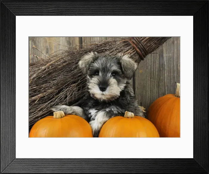 Framed Print : DOG. Schnauzer puppy sitting in leaves with broom and pumpkins Framed Print : DOG. Schnauzer puppy sitting in leaves with broom and pumpkins