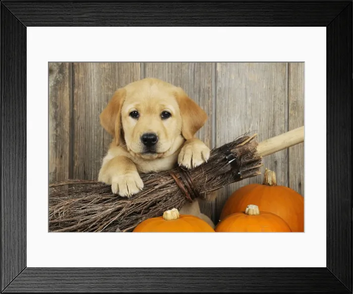 Framed Print : DOG. Labrador (8 week old pup) with broom & pumpkins Framed Print : DOG. Labrador (8 week old pup) with broom & pumpkins