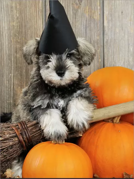 DOG. Schnauzer puppy looking over broom wearing witches hat
