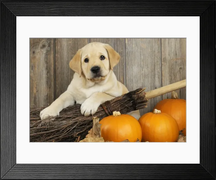 Framed Print : DOG. Labrador (8week old pup) with pumpkins Framed Print : DOG. Labrador (8week old pup) with pumpkins