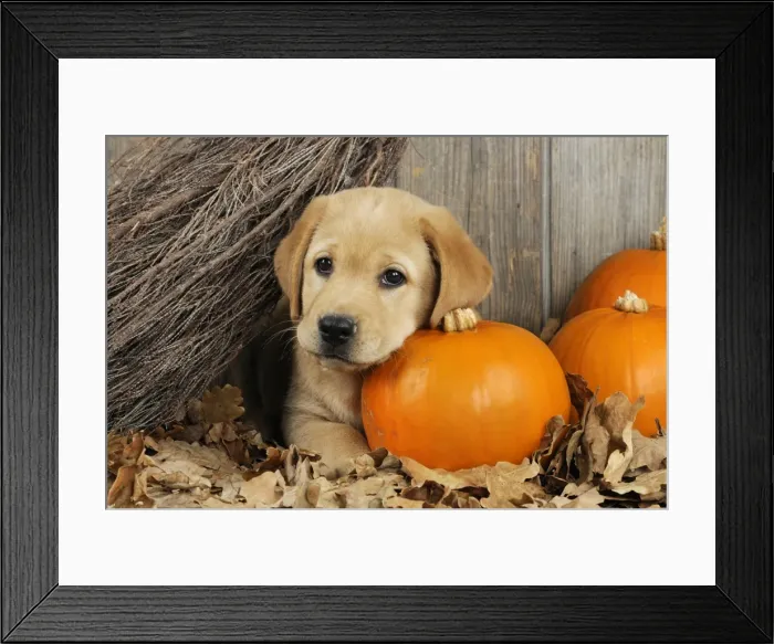 Framed Print : DOG. Labrador (8 week old pup) with Pumpkins & broom