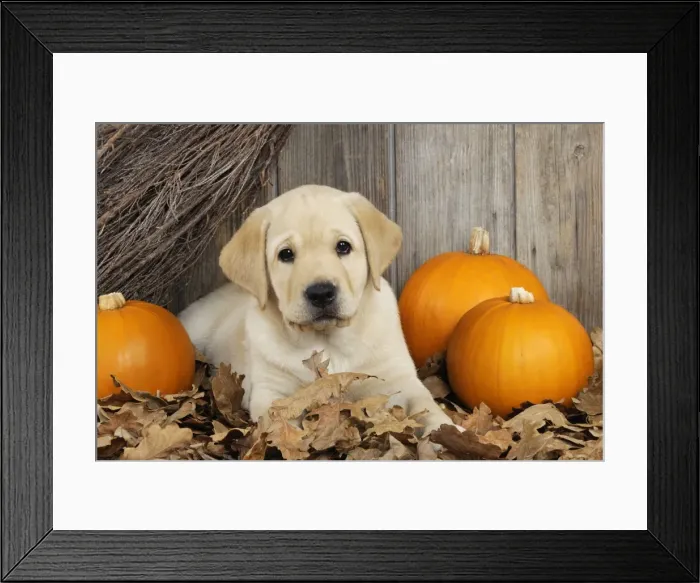 Framed Print : DOG. Labrador (8 week old pup)with pumpkins Framed Print : DOG. Labrador (8 week old pup)with pumpkins