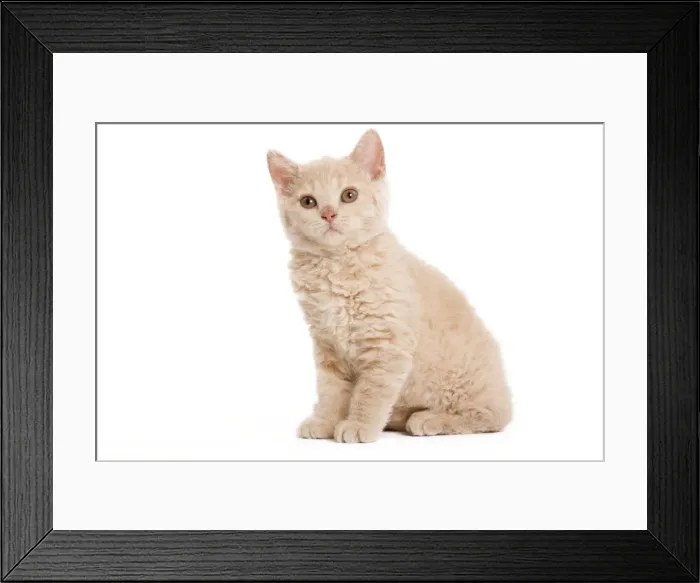 Framed Print : Cat - Selkirk Red kitten sitting in studio Framed Print : Cat - Selkirk Red kitten sitting in studio