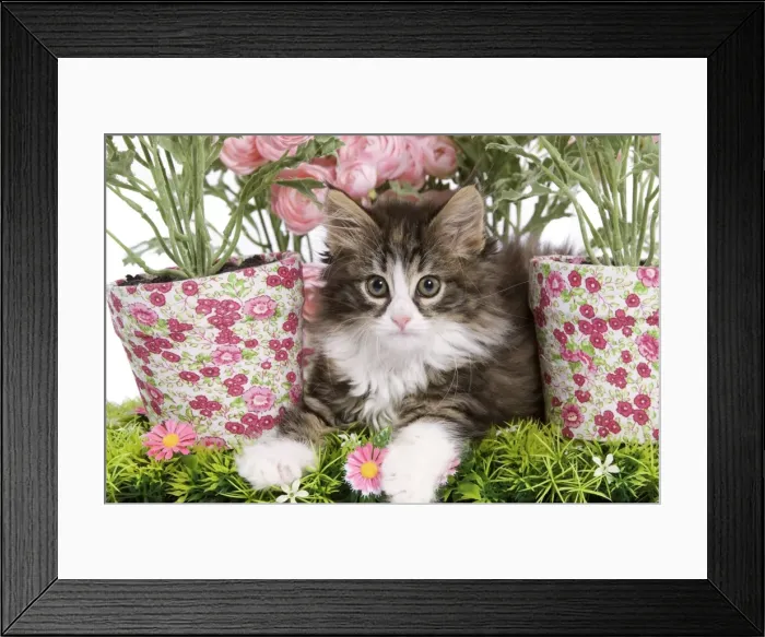Framed Print : Cat - 8 week old Norwegian Forest kitten in studio with flowers Framed Print : Cat - 8 week old Norwegian Forest kitten in studio with flowers