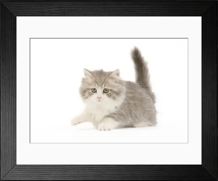 Framed Print : Cat - British longhair - 8 week old kitten Framed Print : Cat - British longhair - 8 week old kitten