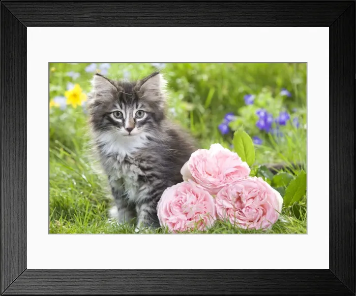 Framed Print : Cat - 8 week old Norwegian Forest kitten with flowers Framed Print : Cat - 8 week old Norwegian Forest kitten with flowers