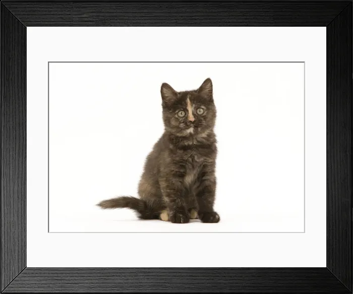 Framed Print : Cat - British Shorthair - 8 week old kitten Framed Print : Cat - British Shorthair - 8 week old kitten