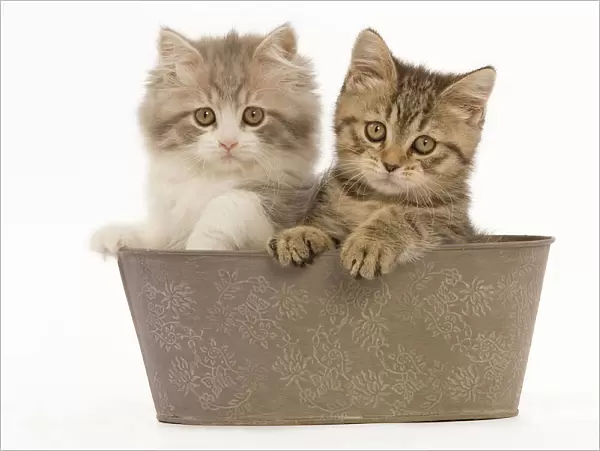 Cat - British longhair & shorthair - 8 week old kittens in pot