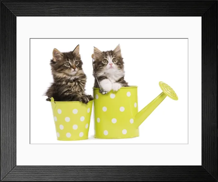 Framed Print : Norwegian Forest Cat / Norsk Skogkatt - two 8 week old kittens in green and white spotted watering can & pot Framed Print : Norwegian Forest Cat / Norsk Skogkatt - two 8 week old kittens in green and white spotted watering can & pot