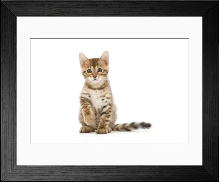 Framed Print : Cat - 8 week old Bengal kitten - sitting in studio Framed Print : Cat - 8 week old Bengal kitten - sitting in studio