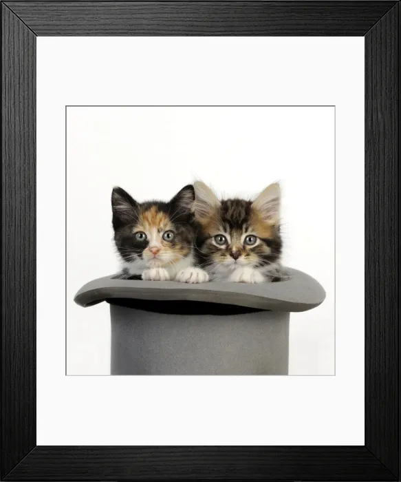 Framed Print : Cat. Kittens in top hat Framed Print : Cat. Kittens in top hat