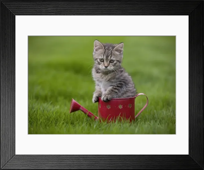 Framed Print : Cat - British Shorthair - 8 week old kitten sitting in watering can Framed Print : Cat - British Shorthair - 8 week old kitten sitting in watering can