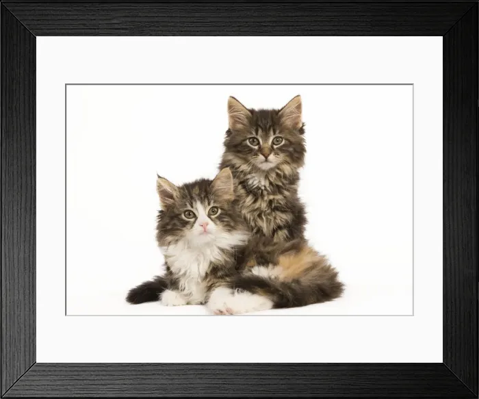 Framed Print : Cat - Norwegian Forest Cat kittens Framed Print : Cat - Norwegian Forest Cat kittens