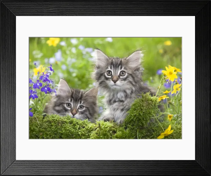 Framed Print : Cat - two 8 week old Norwegian Forest kittens with flowers Framed Print : Cat - two 8 week old Norwegian Forest kittens with flowers