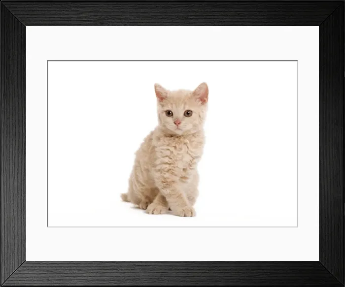 Framed Print : Cat - Selkirk Red kitten sitting in studio with front paws crossed - Good Luck