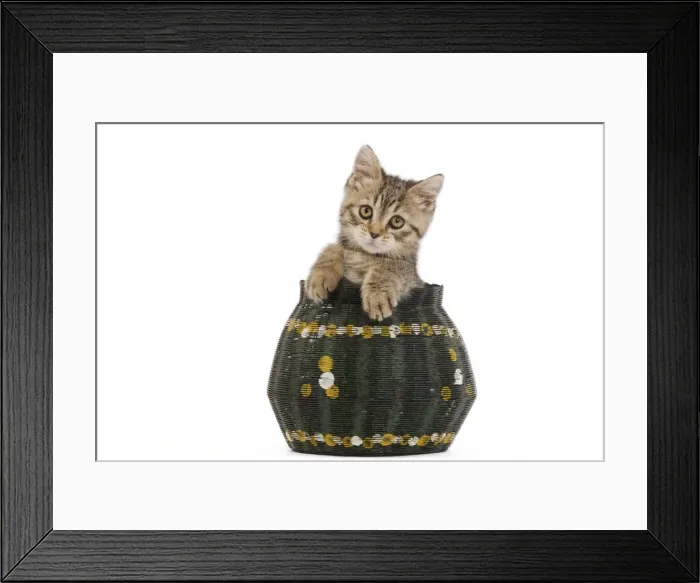 Framed Print : Cat - 8 week old British shorthair kitten in studio in wicker basket Framed Print : Cat - 8 week old British shorthair kitten in studio in wicker basket