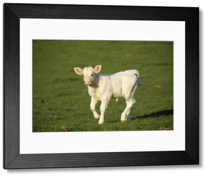 Framed Print : Charolaise Cow - calf on grass Framed Print : Charolaise Cow - calf on grass