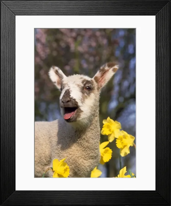 Framed Print : Lamb - in daffodils Framed Print : Lamb - in daffodils