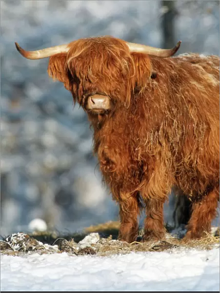 Scottish Highland Bull - in snow, Lower Saxony, Germany