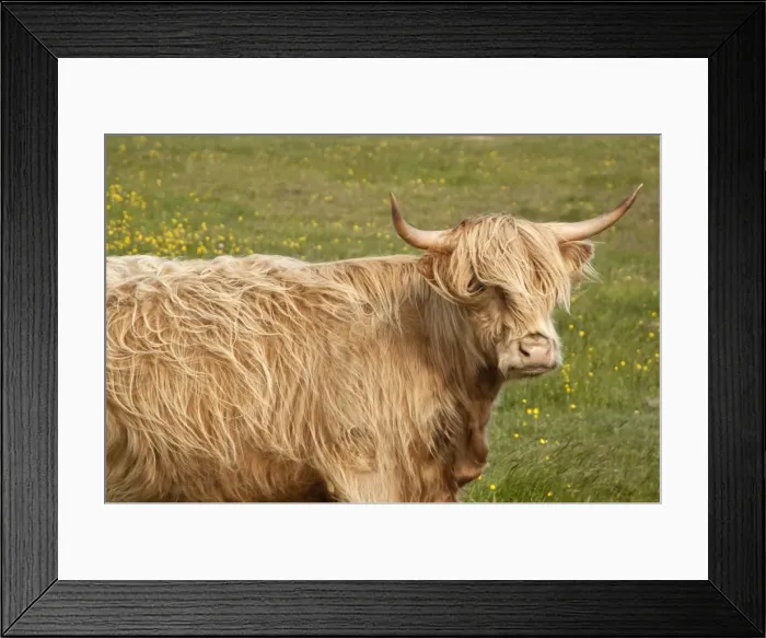 Framed Print : Highland cattle - Portrait showing head and shoulders - North Uist - Outer Hebrides - Scotland Framed Print : Highland cattle - Portrait showing head and shoulders - North Uist - Outer Hebrides - Scotland