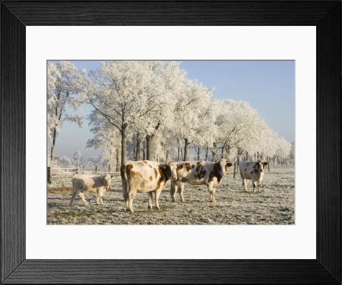 Framed Print : Cattle - in snow Framed Print : Cattle - in snow