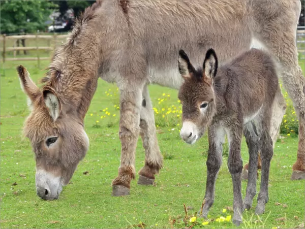 Donkey -adult & 5 days old baby