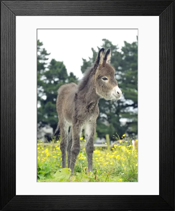 Framed Print : Donkey, baby 5 days old Framed Print : Donkey, baby 5 days old