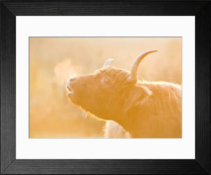 Framed Print : Highland Cow - misted breath at sunset - Norfolk England Framed Print : Highland Cow - misted breath at sunset - Norfolk England
