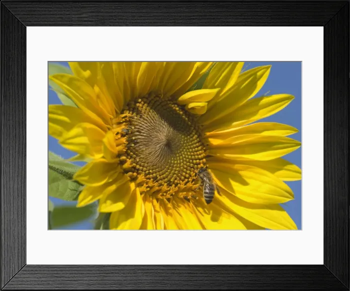 Framed Print : Sunflower - a honey bee gathers nectar on a single sunflower against blue summer sky - Baden-Wuerttemberg, Germany Framed Print : Sunflower - a honey bee gathers nectar on a single sunflower against blue summer sky - Baden-Wuerttemberg, Germany