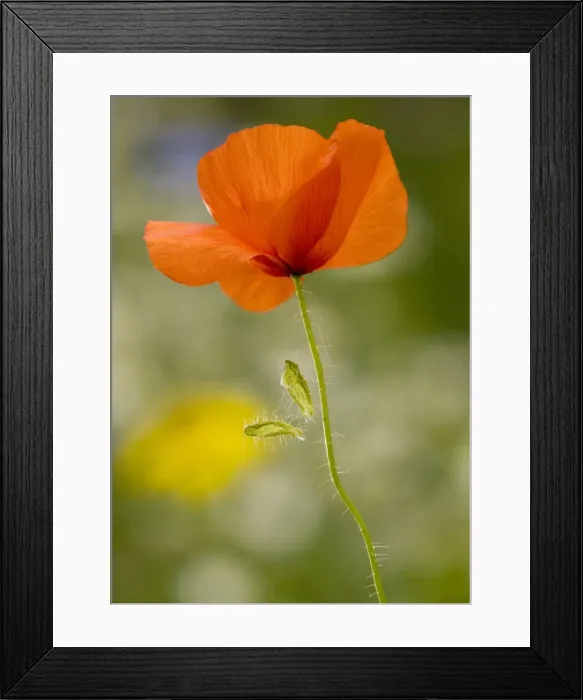 Framed Print : Common Poppy or Field Poppy ( Papaver rhoeas ), with fallen sepals. Widespread cornfield weed. Dorset Framed Print : Common Poppy or Field Poppy ( Papaver rhoeas ), with fallen sepals. Widespread cornfield weed. Dorset