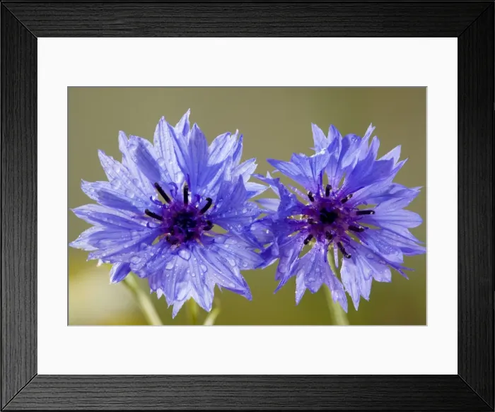 Framed Print : Cornflower (Centaurea cyanus), a rare cornfield weed in the UK. Dorset Framed Print : Cornflower (Centaurea cyanus), a rare cornfield weed in the UK. Dorset